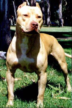 Amerikanischer Pit-Bullterrier Pitbull