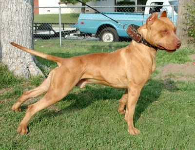 Amerikanischer Pit-Bullterrier