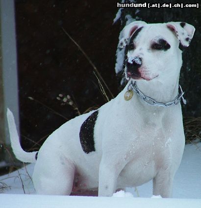 Amerikanischer Pit-Bullterrier Nikita im Schnee