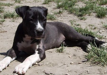 Amerikanischer Pit-Bullterrier Nera 16 Wochen