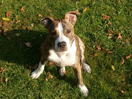 Amerikanischer Pit-Bullterrier