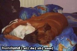 Amerikanischer Pit-Bullterrier Ein Pit/staffbaby und ein boxer beim kuscheln