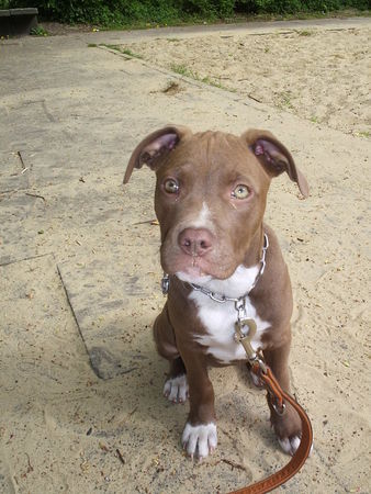 Amerikanischer Pit-Bullterrier Unsere Bella