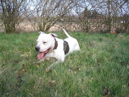 Amerikanischer Pit-Bullterrier Oskar