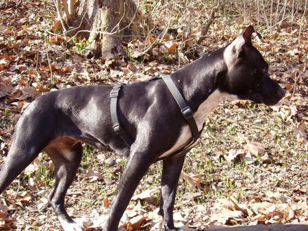 Amerikanischer Pit-Bullterrier stolze lilou !!!