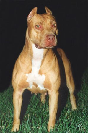 Amerikanischer Pit-Bullterrier Pitbull