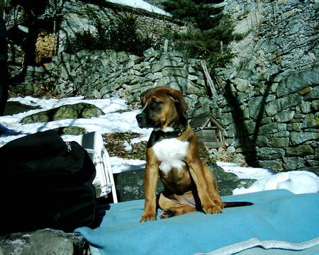 Amerikanischer Pit-Bullterrier herrlich diese sonne, und das im januar!