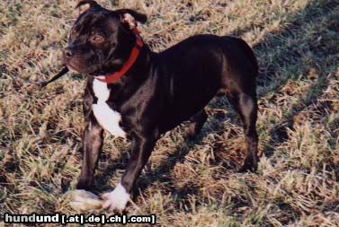 Amerikanischer Pit-Bullterrier