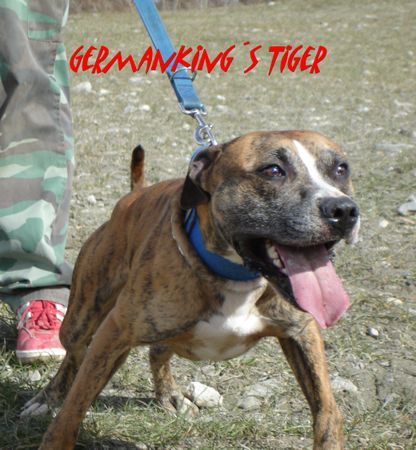 Amerikanischer Pit-Bullterrier Germanking´s Tiger