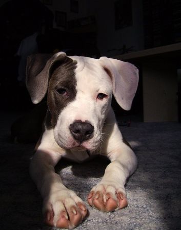 Amerikanischer Pit-Bullterrier