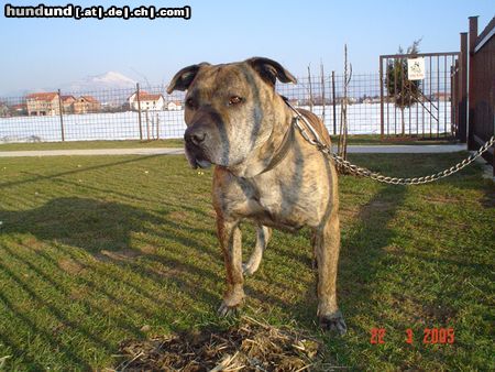 Amerikanischer Pit-Bullterrier Tom BiH