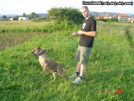 Amerikanischer Pit-Bullterrier Tom BiH