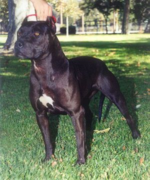 Amerikanischer Pit-Bullterrier Pitbull