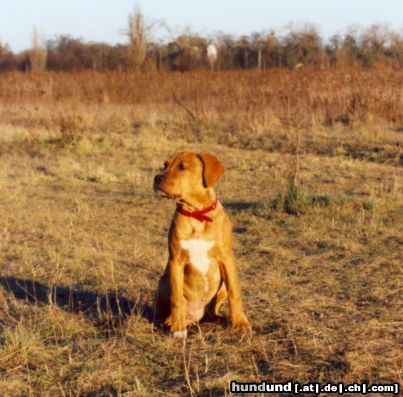 Amerikanischer Pit-Bullterrier Diese Gegend gehoert mir! (Leia 4 Monate)