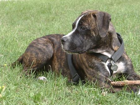 Amerikanischer Pit-Bullterrier Molly