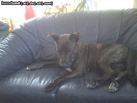 Amerikanischer Pit-Bullterrier Sarah mit 2 Jahren.....