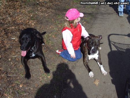 Amerikanischer Pit-Bullterrier ich mag kinder super gerne, und möchte sie nicht mehr missen