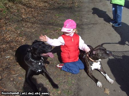 Amerikanischer Pit-Bullterrier