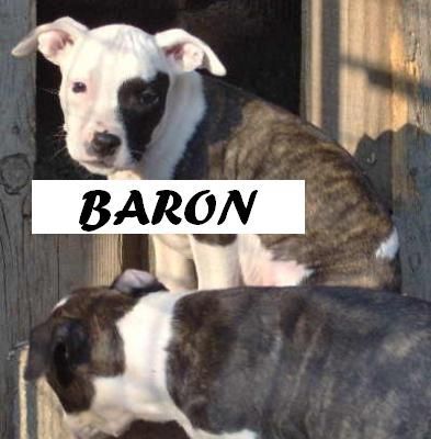 Amerikanischer Pit-Bullterrier Baron