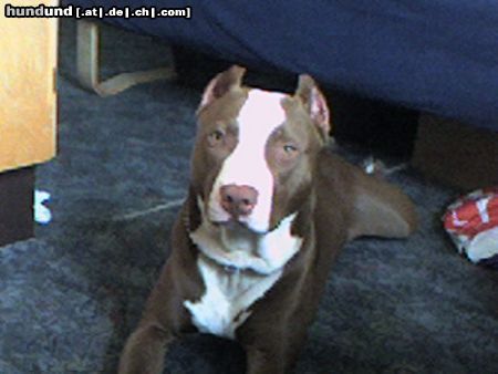 Amerikanischer Pit-Bullterrier God hund