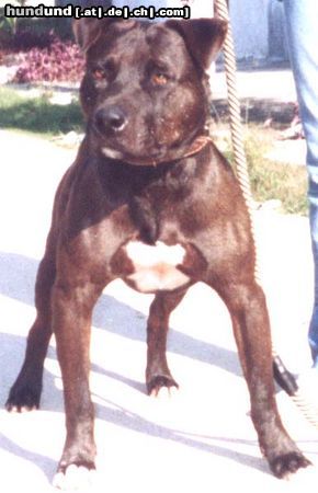 Amerikanischer Pit-Bullterrier Brasil