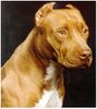 Amerikanischer Pit-Bullterrier Hund