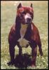 Amerikanischer Pit-Bullterrier Hund