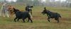 Amerikanischer Pit-Bullterrier Hund