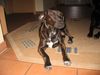 Amerikanischer Pit-Bullterrier Hund