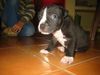 Amerikanischer Pit-Bullterrier Hund