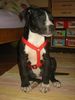 Amerikanischer Pit-Bullterrier Hund