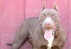 Amerikanischer Pit-Bullterrier Hund