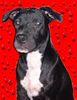 Amerikanischer Pit-Bullterrier Hund