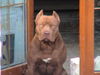 Amerikanischer Pit-Bullterrier Hund