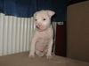 Amerikanischer Pit-Bullterrier Hund