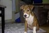 Amerikanischer Pit-Bullterrier Hund