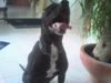 Amerikanischer Pit-Bullterrier Hund