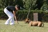 Amerikanischer Pit-Bullterrier Hund