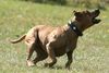 Amerikanischer Pit-Bullterrier Hund