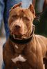 Amerikanischer Pit-Bullterrier Hund