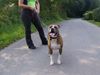 Amerikanischer Pit-Bullterrier Hund