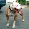 Amerikanischer Pit-Bullterrier Hund