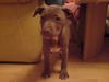 Amerikanischer Pit-Bullterrier Hund