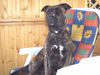 Amerikanischer Pit-Bullterrier Hund