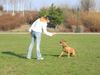 Amerikanischer Pit-Bullterrier Hund