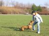 Amerikanischer Pit-Bullterrier Hund