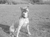 Amerikanischer Pit-Bullterrier Hund