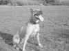 Amerikanischer Pit-Bullterrier Hund