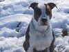 Amerikanischer Pit-Bullterrier Hund