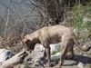 Amerikanischer Pit-Bullterrier Hund